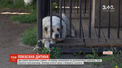На Одещині на третьокласника накинулися два алабаї