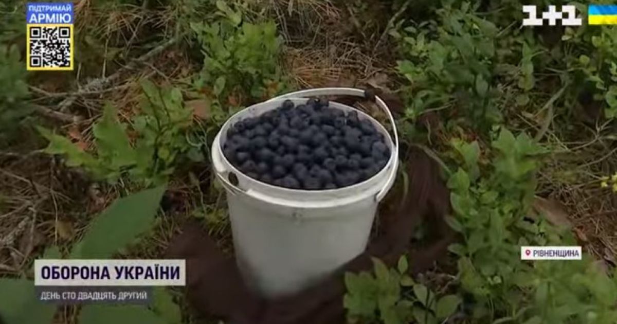 Запускають ракети, але кличуть у гості: білоруси підбурюють українців на збирання у них ягід, та віри запрошенню немає