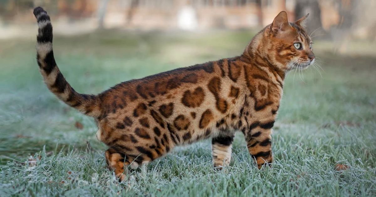 Бенгальська кішка