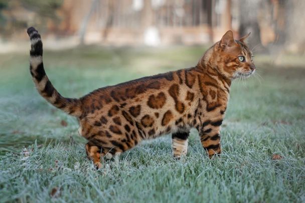 Бенгальський кіт