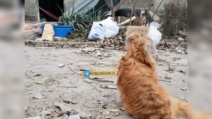 В Запорожье пес не отходит от тела хозяина, погибшего от ракеты РФ