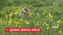 Жовті іриси милують квітом туристів і мешканців Вінниччини