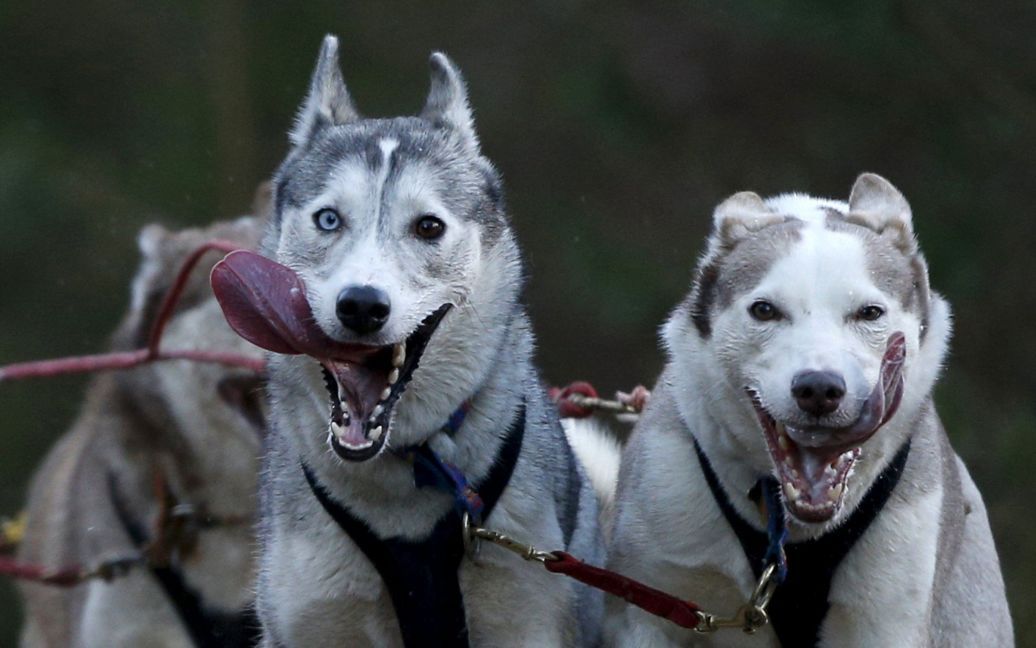 Собаки породы сибирский хаски тянут каюр во время гонки на собачьих упряжках в Шотландии. / © Reuters