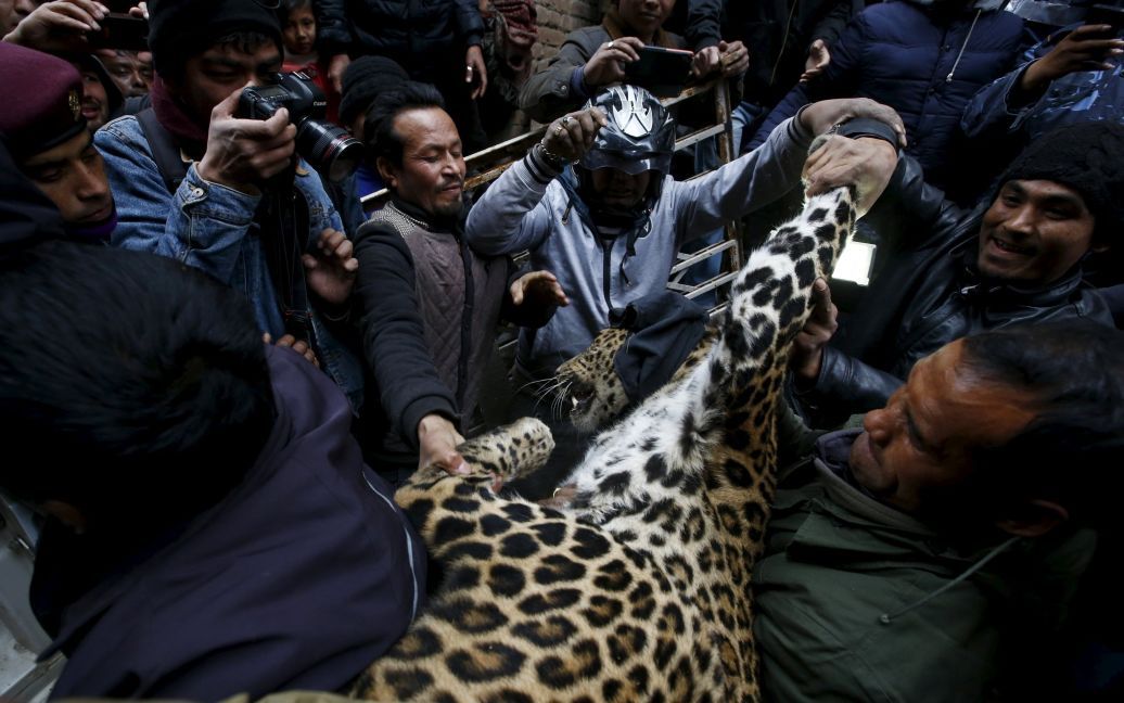 Раненого транквилизатором дикого леопарда выносят из дома, где он был пойман в ловушку после травмирования человека в Катманду, Непал. / © Reuters