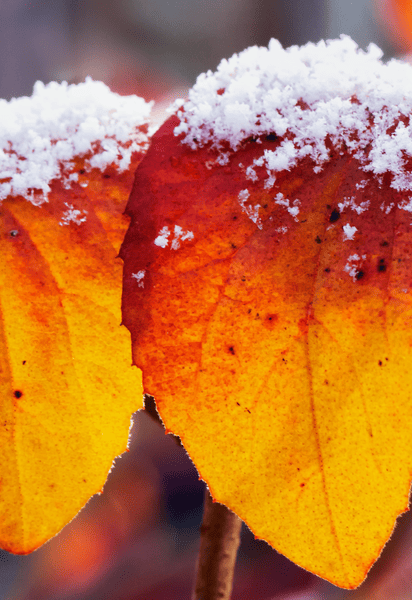 Перший сніг