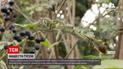 Новини України: на Волині воюють з нашестям гусені - у трьох громадах оголосили карантин