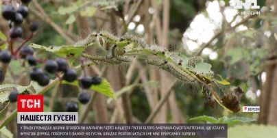 Новини України: на Волині воюють з нашестям гусені - у трьох громадах оголосили карантин