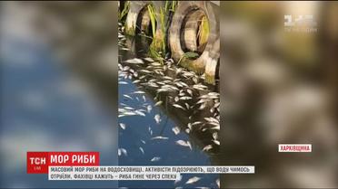 На Харківщині помітили масовий мор риби