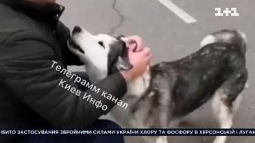 Зворушлива зустріч господаря з собакою, які розлучились під час евакуації з Бучі