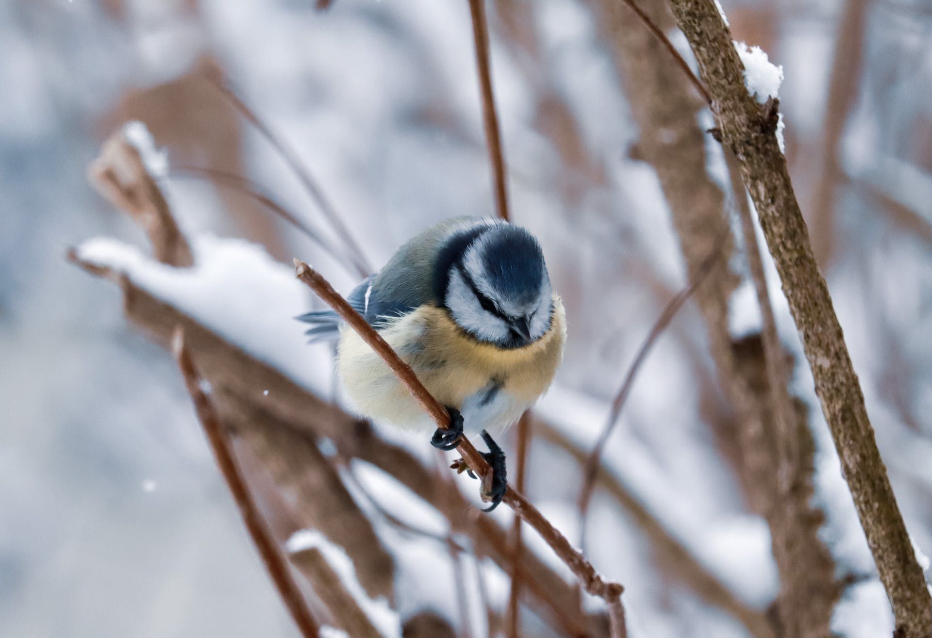 14 лютого голосно щебечуть синиці — чекайте на потепління / © Pexels
