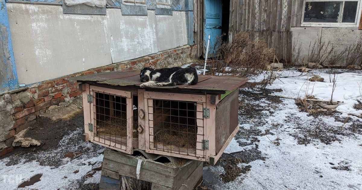 Surviving Domestic Animals Are Being Evacuated from the Line of Fire and  Distributed to Families, but in Many Yards, There Is No One Left to Save —  