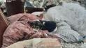 Хотят забрать семьи со всего мира: как сложилась судьба собачки со Львовщины, которая ютилась на кровати погибших хозяев