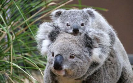 У Сіднеї туристам пропонують готельні номери з панорамою дикої природи