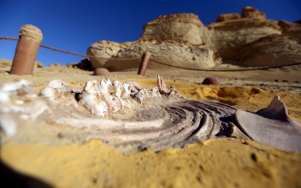 Скам&#039;янілість у природному заповіднику Ваді Аль-хіта, або "Долина китів&raquo;, у пустелі на північний захід від Каїра, Єгипет. Ваді Аль-хіта має значну колекцію скам&#039;янілостей і кісток, деякі з яких датуються більше 40 мільйонів років. / © Reuters
