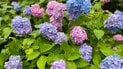 Гортензии