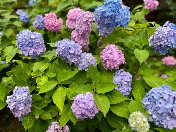 Гортензія / © ТСН