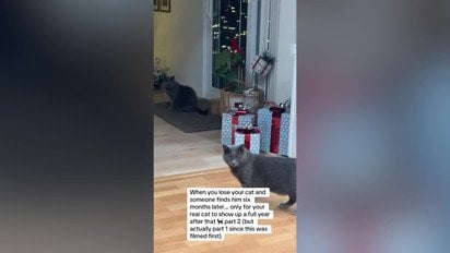 Кіт повернувся додому після року зникнення і зустрів свого двійника