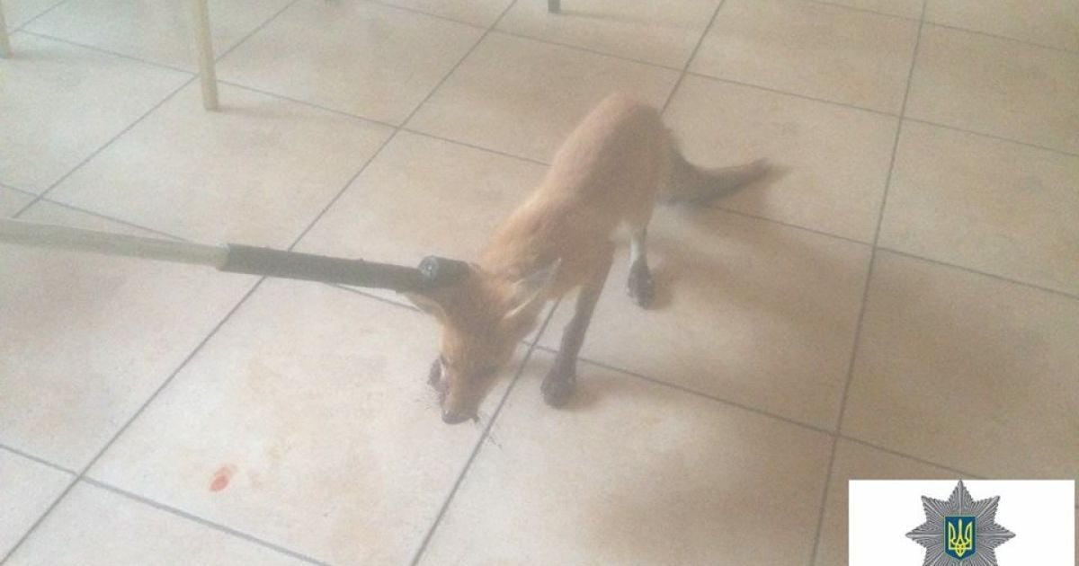 В Мариуполе бешеная лисица бросалась на отдыхающих на пляже