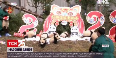 Новини світу: у Китаї два десятка маленьких панденят здійснило публічний дебют