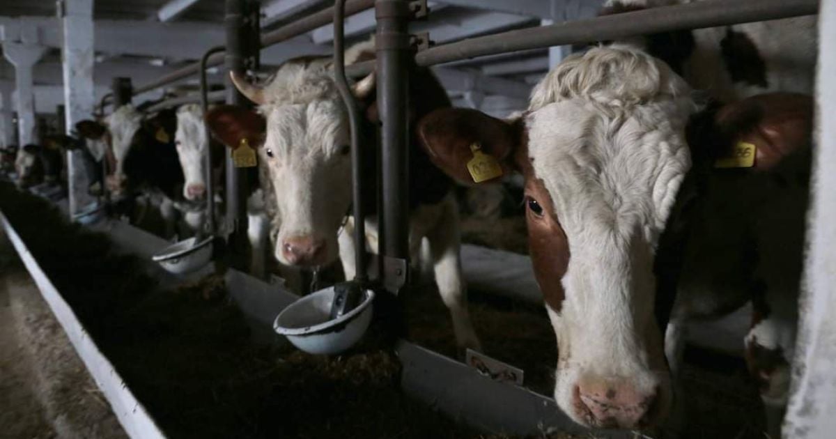 В США родился двуглавый теленок-мутант – ошеломляющее фото