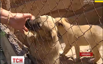 В приюте на Киевщине больше 2,5 тысячам собак и кошек грозит голод