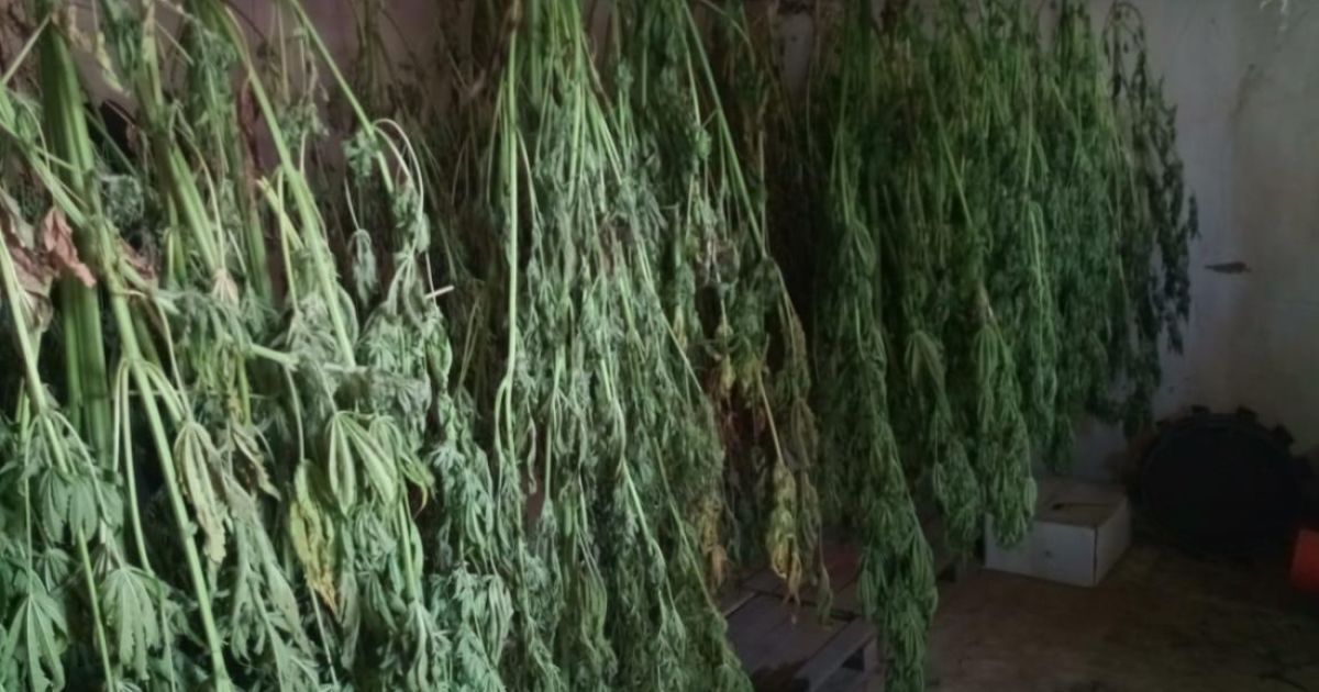 Коноплі у Херсонській області_5 / © ГУ НП в Херсонской области