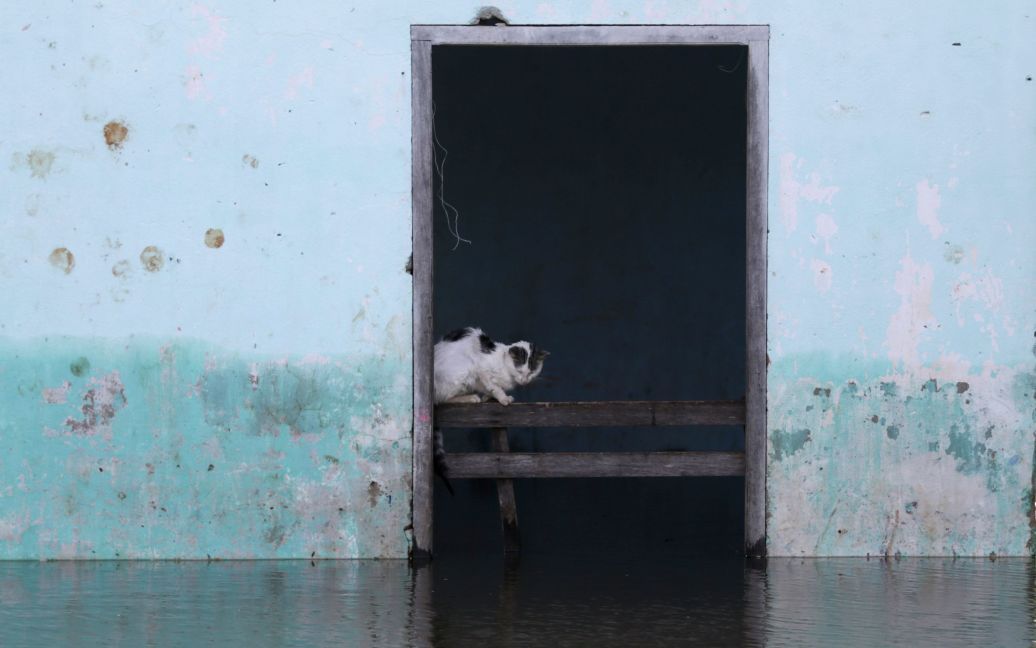 Кішка сидить усередині затопленої будівлі в Асунсьйоні, Парагвай. Через повені у Південній Америці свої домівки залишили 150 тисяч людей. / © Reuters