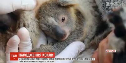 Первый детеныш со времен разрушительных пожаров: в австралийском нацпарке родилась коала