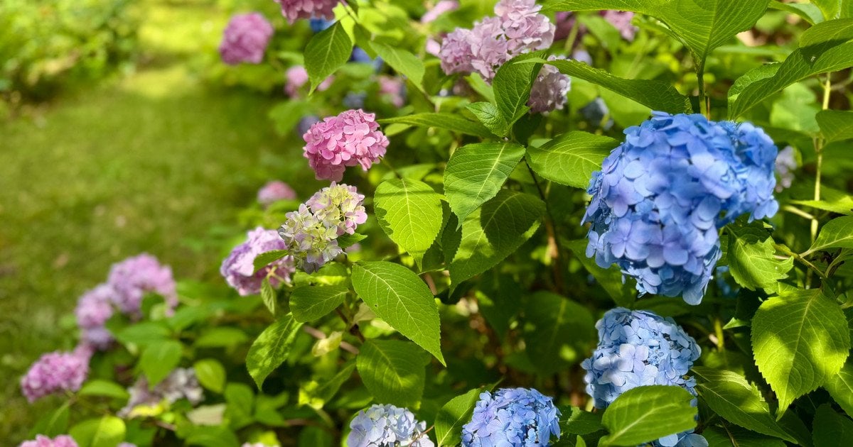 Гортензії
