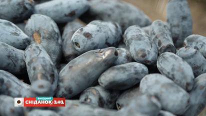 Як виростити на дачі жимолость
