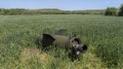 Invaders Launched 13 Missiles Against Kropyvnytskyi District: Human Casualties
