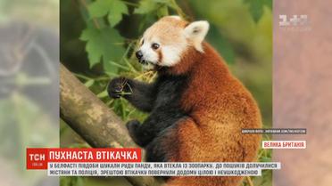 Руда панда наполохала своєю несподіваною втечею зоопарк Белфаста