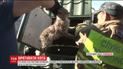 На Львовщине спасатели вытащили из 20-метрового колодца испуганного кота