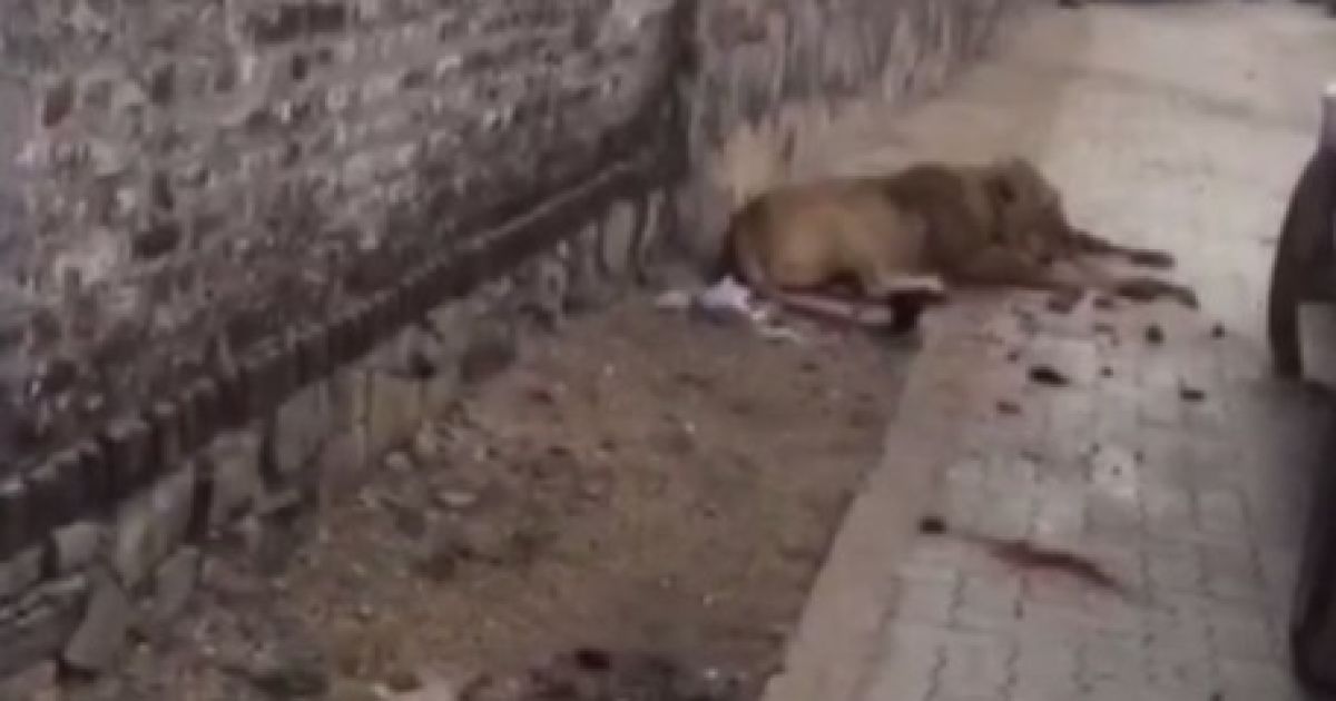 В Індії місцеві жителі зняли моторошне відео нападу левиці на корову