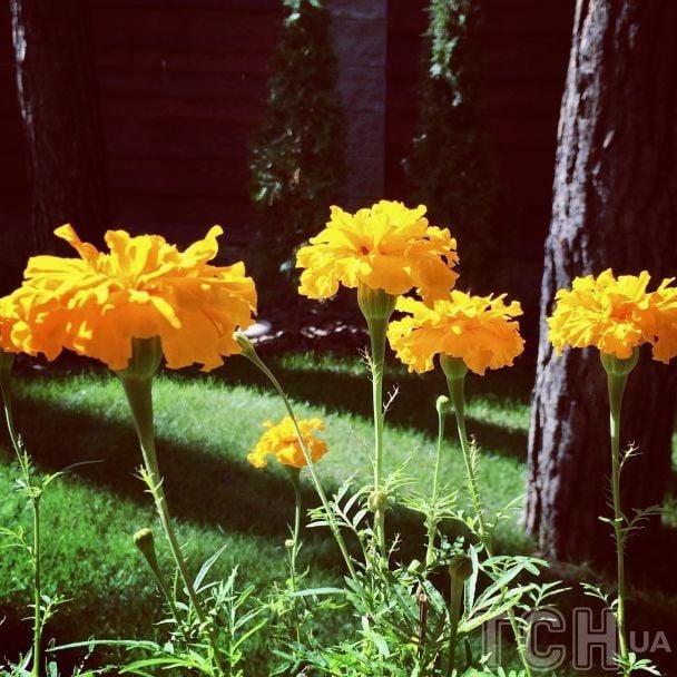 Бархатцы / © lady.tsn.ua