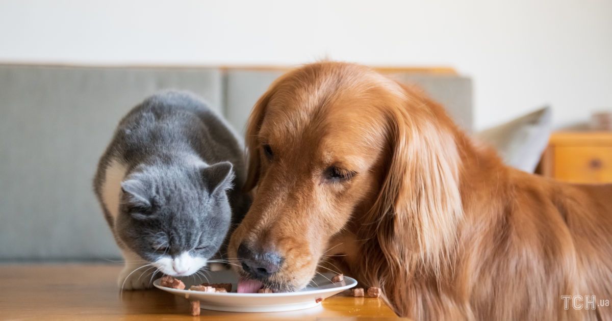 Почему собакам нельзя давать кошачий корм?
