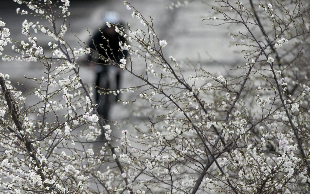 Берлин расцвел посреди зимы / © Reuters