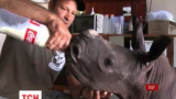 Активисты в Южной Африке спасли маленького носорога, отбившегося от семьи