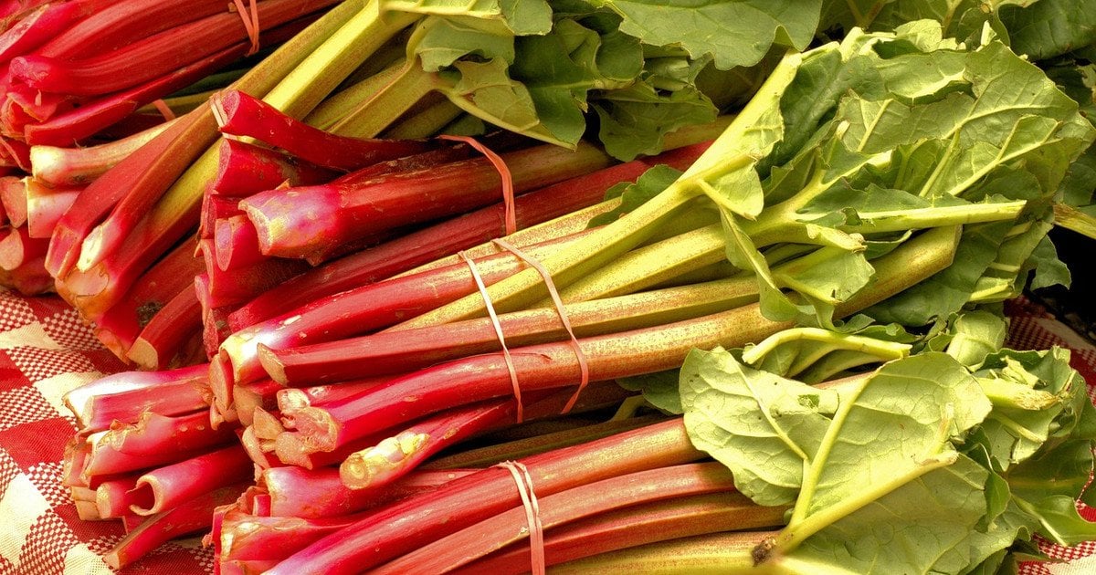 Ревінь - це в першу чергу смачно