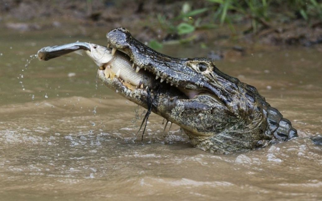 Найкраще фото в номінації Environment Single. Крокодиловий кайман поїдає рибу, яка до цього зловила іншу рибу. Фото Серхіо Пітаміца (National Geographic Creative) / © 
