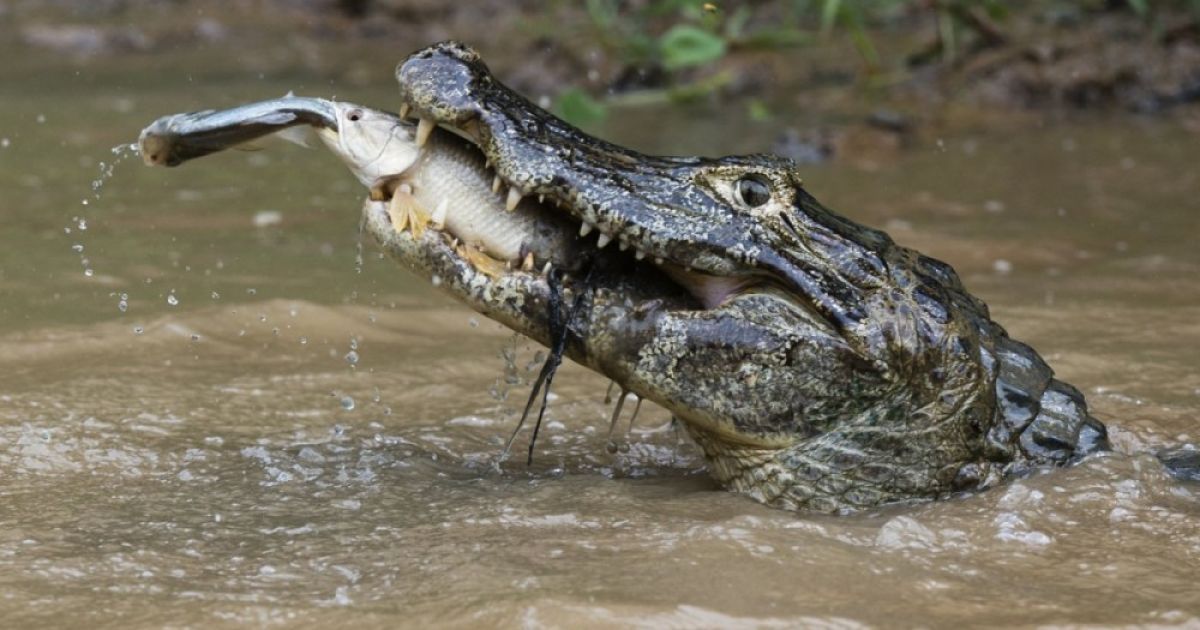Лучшее фото в номинации Environment Single. Крокодиловый кайман поедает рыбу, которая до этого поймала другую рыбу. Фото Серхио Питамица (National Geographic Creative)