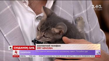 Котенок по имени Малыш ищет дом