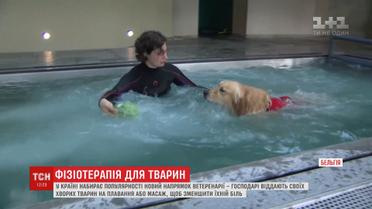 У Бельгії господарі водять своїх улюбленців на фізіотерапію