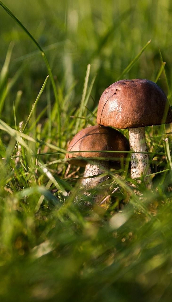 На Одещині п’ятеро людей отруїлися грибами, серед постраждалих - вагітна