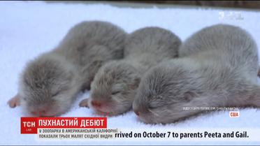 У каліфорнійському зоопарку світові показали рідкісних малят східної видри