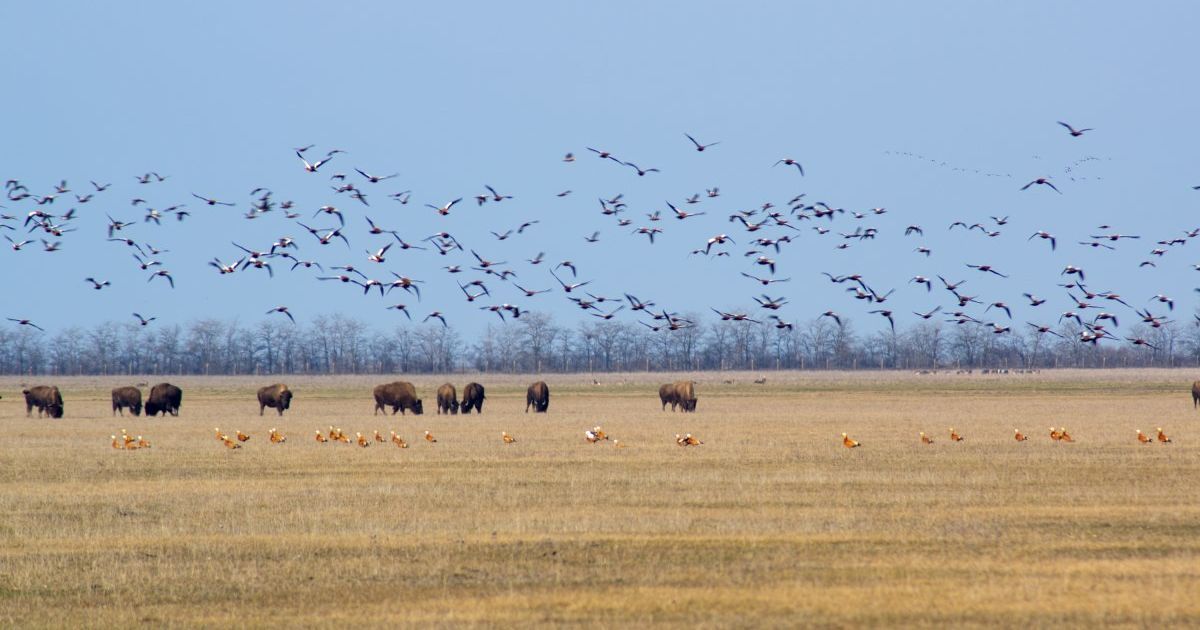 "Аскания-Нова" ранее