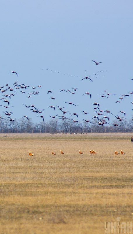 В Аскании-Новой не прекращается мор краснокнижных птиц: у пернатых признаки отравления