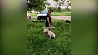 В Кременчуге бойцовская собака напала на девушку