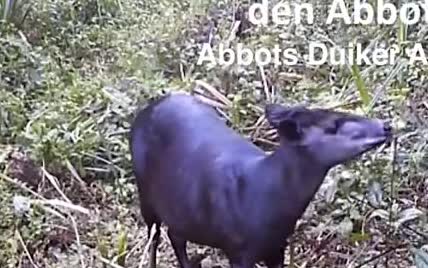 На Кіліманджаро зоологи зафільмували дуже рідкісну антилопу