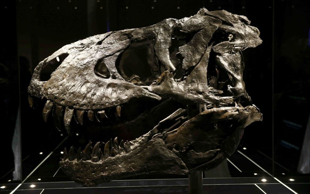 Оригінальний череп скелета тиранозавра у Музеї природної історії в Берліні, Німеччина.  Череп віком приблизно 70 млн років був знайдений в штаті Монтана, США в 2012 році. Він буде вперше демонструватися для публіки на спеціальній виставці. Цей череп є одним з кращих в світі збережених зразків тиранозавра. / © Reuters